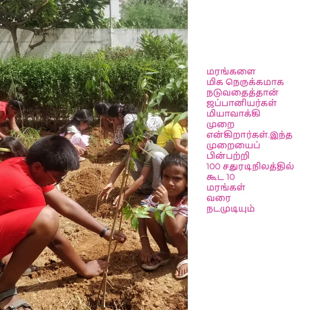 மரம் வளர்ப்பு