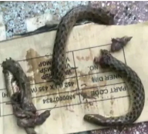 துண்டுதுண்டான பாம்பு