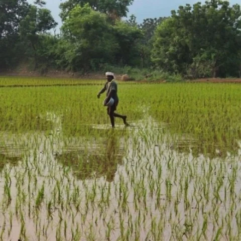 பயிற்காப்பீடு