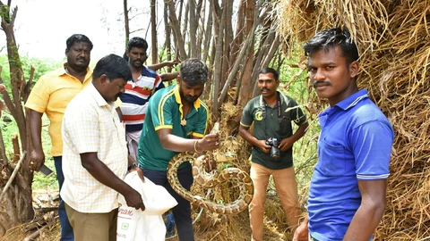 முட்டைகளுடன் பிடிபட்ட மலைப்பாம்பு