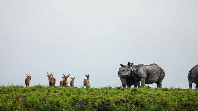 காசிரங்கா தேசியப் பூங்கா