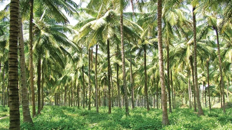 தென்னை வளர்ச்சி