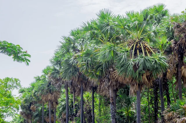 பனை மரம்