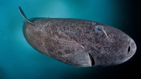 Greenland shark