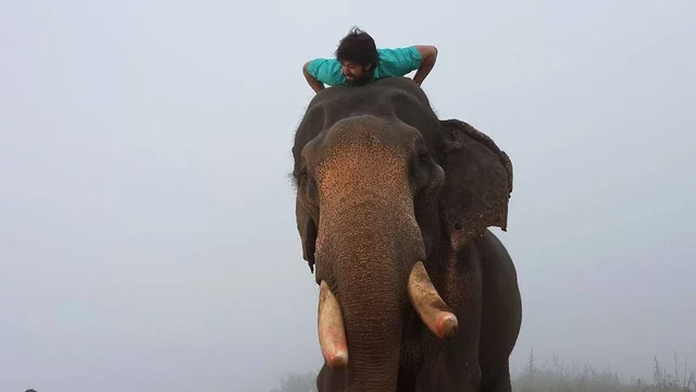 யானை மீது சவாரி