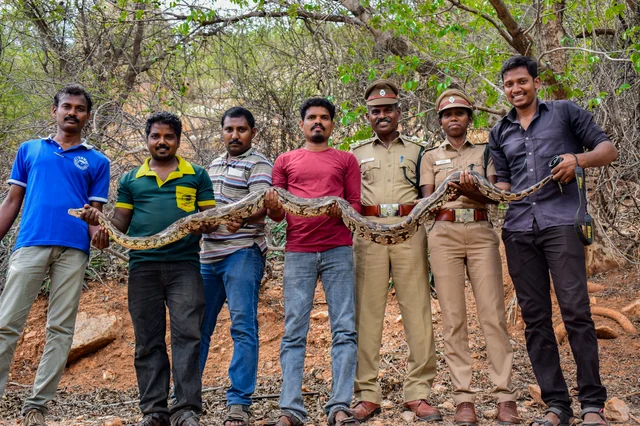 மீட்கப்பட்ட மலைப்பாம்பு
