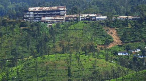 தமிழ்நாடு அரசு தேயிலை தோட்டம்