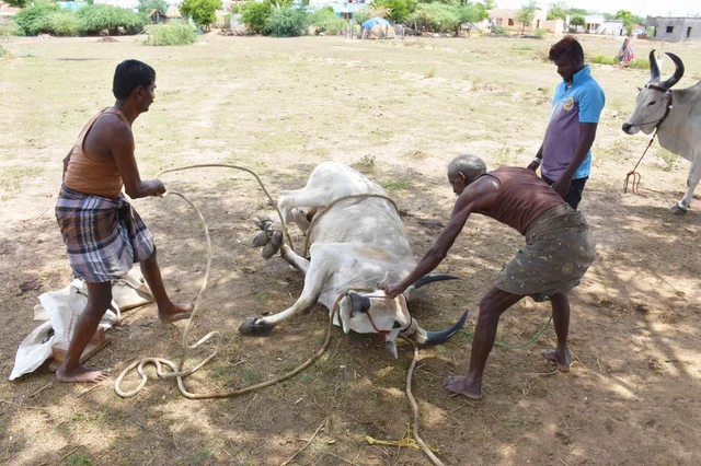 லாடம் அடிப்பதற்காக மாட்டை படுக்க வைக்கின்றனர்.