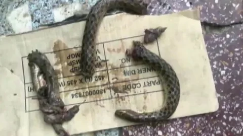 பாம்பு