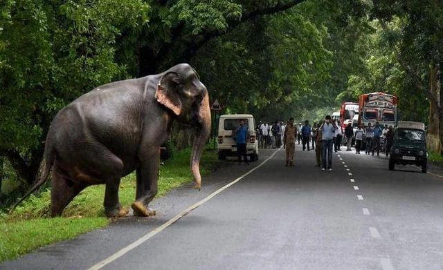 சாலைகளில் சுற்றித் திரியும் வனவிலங்குகள்