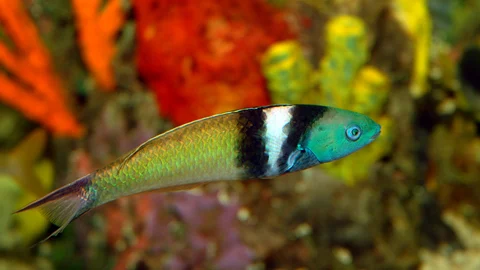 ப்ளூ வ்ரேசஸ் (Blue Wrasses)