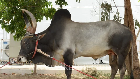 காங்கேயம் காளை