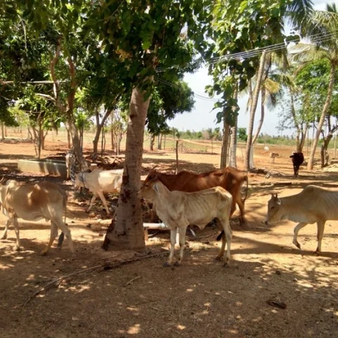 ஆஸ்திரேலிய வேலை டு இயற்கை விவசாயம்... ஒருங்கிணைந்த பண்ணையத்தில் அசத்தும் இளைஞர்!