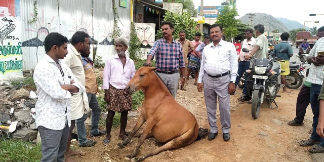 குதிரைக்கு சிகிச்சை