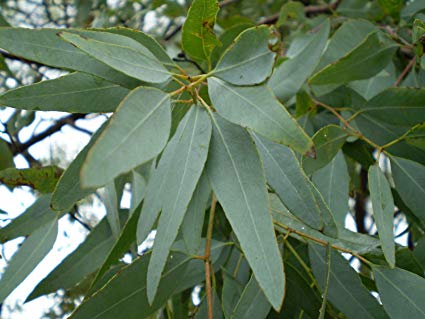 Representational Image