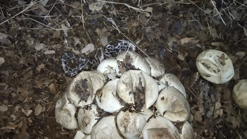 மலைப்பாம்பு முட்டைகள்