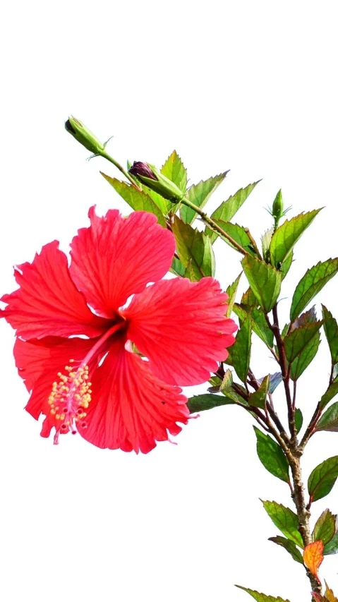 செம்பருத்தி