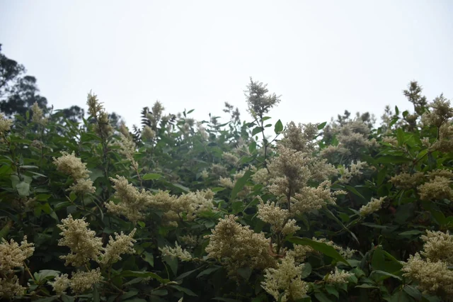 Polygonum molle செடிகள்