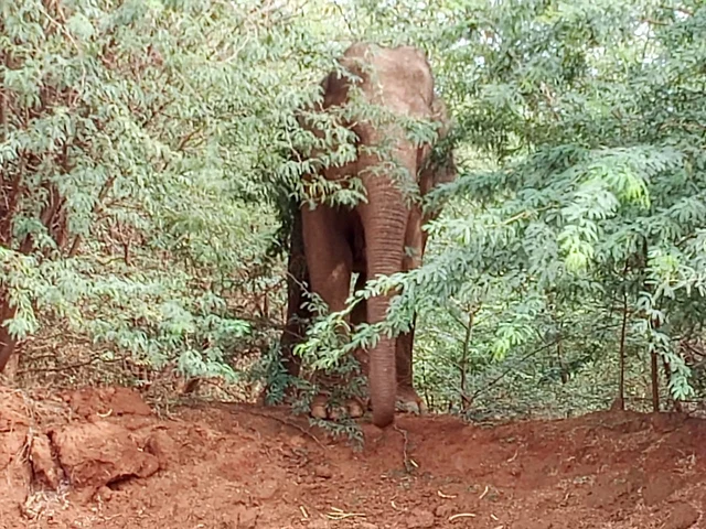 பெண் யானை