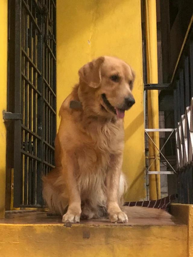 நாய் ஜாக்கி