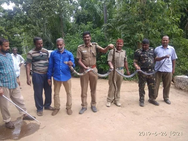 ஊருக்குள் வந்த மலைப்பாம்பு; வேட்டையாட வந்த ராஜநாகம் - பத்திரமாக மீட்ட வனத்துறை