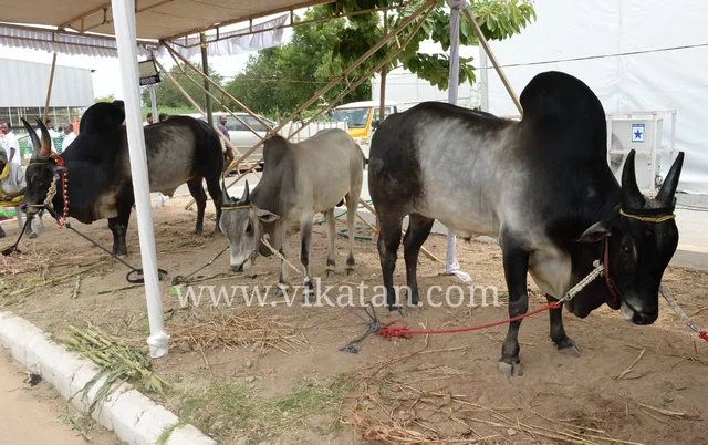 காங்கேயம் காளை
