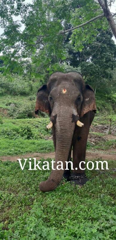 பாகன்களின் கட்டளைகளுக்கு மறுப்பு - சின்னதம்பி யானைக்கு மீண்டும் கூண்டு?