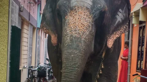மலாச்சி