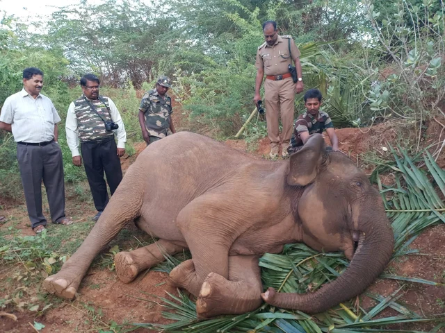 உயிரிழந்த யானை