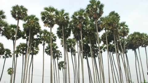 பனை மரங்கள்