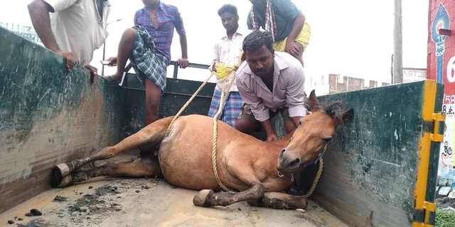 சிகிச்சை அளிக்க கொண்டு செல்லப்பட்ட குதிரை