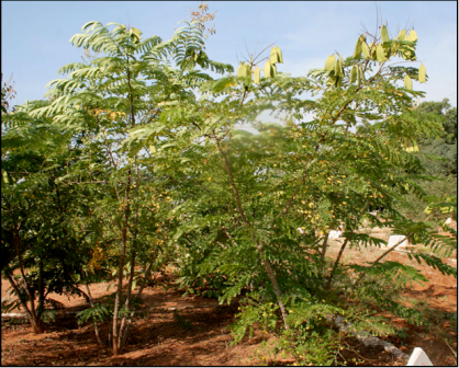 சப்பான் மரம்