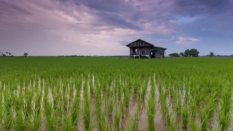 இந்திய விவசாயம்