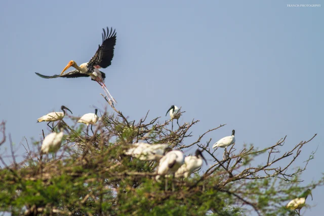 மஞ்சள் மூக்குநாரை