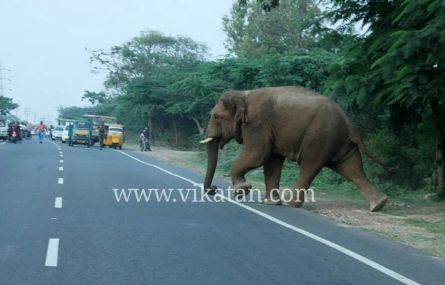 யானை
