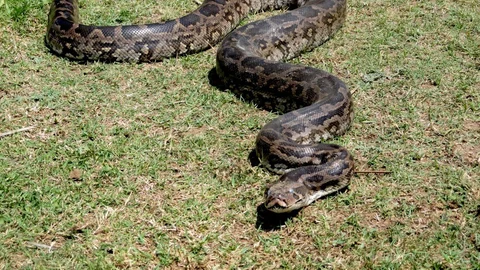 இந்திய மலைப்பாம்பு