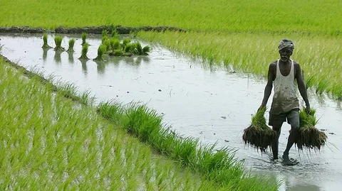 விவசாயம்