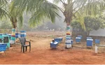 தேனீ வளர்த்தால் வருமானம் ‘கொட்டும்’!