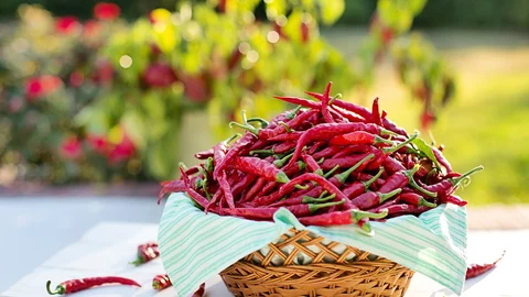 Red Chilli