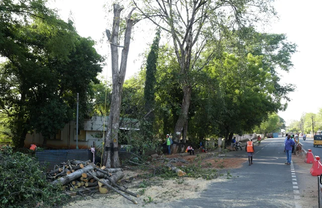 ஸ்மார்ட் சிட்டிக்காக வெட்டப்படும் மரங்கள்