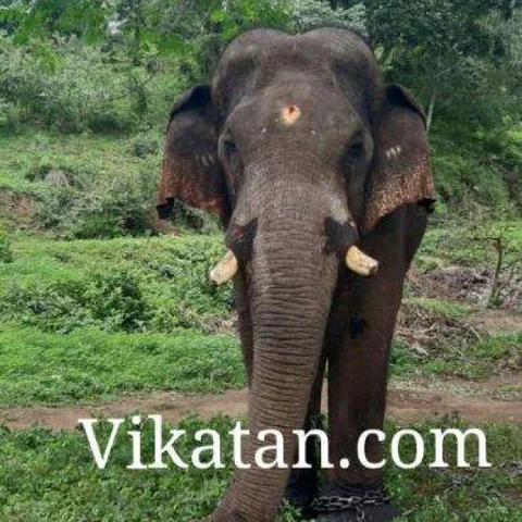 `132 நாள்கள் கூண்டுவாசம்!' - வெளியேவந்த சின்னத்தம்பி யானை