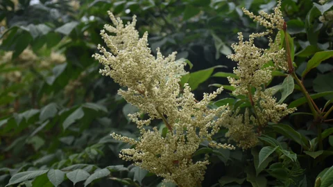 இமய மலையை தாயகமாகக் கொண்ட Polygonum molle