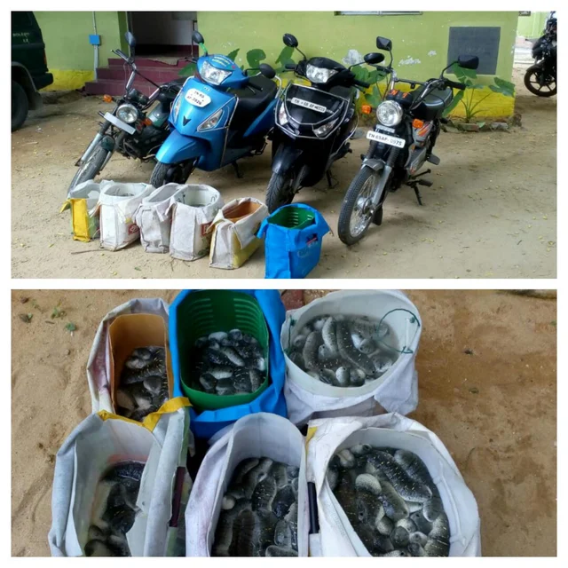 கடத்தல்காரர்களிடம் இருந்து கைபற்றப்பட்ட கடல் அட்டை மற்றும் வாகனங்கள்