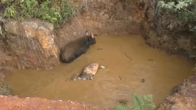 கிணற்றில் விழுந்த காட்டுமாட்டை மீட்கும் வனத்துறையினர்.