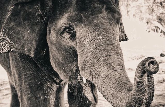 Elephant