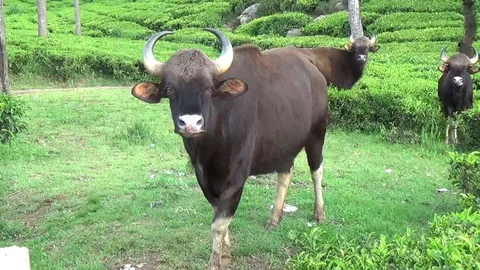 தேயிலைத் தோட்டத்தில் உலவும் காட்டுமாடுகள்