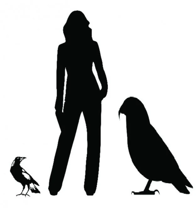 இந்த கிளியின் உயரம்