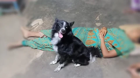 பாசப் போராட்டம் நடத்திய நாய்