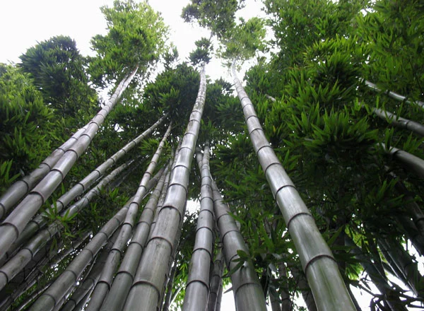 A grown up Chinese Bamboo tree