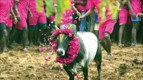 காளை